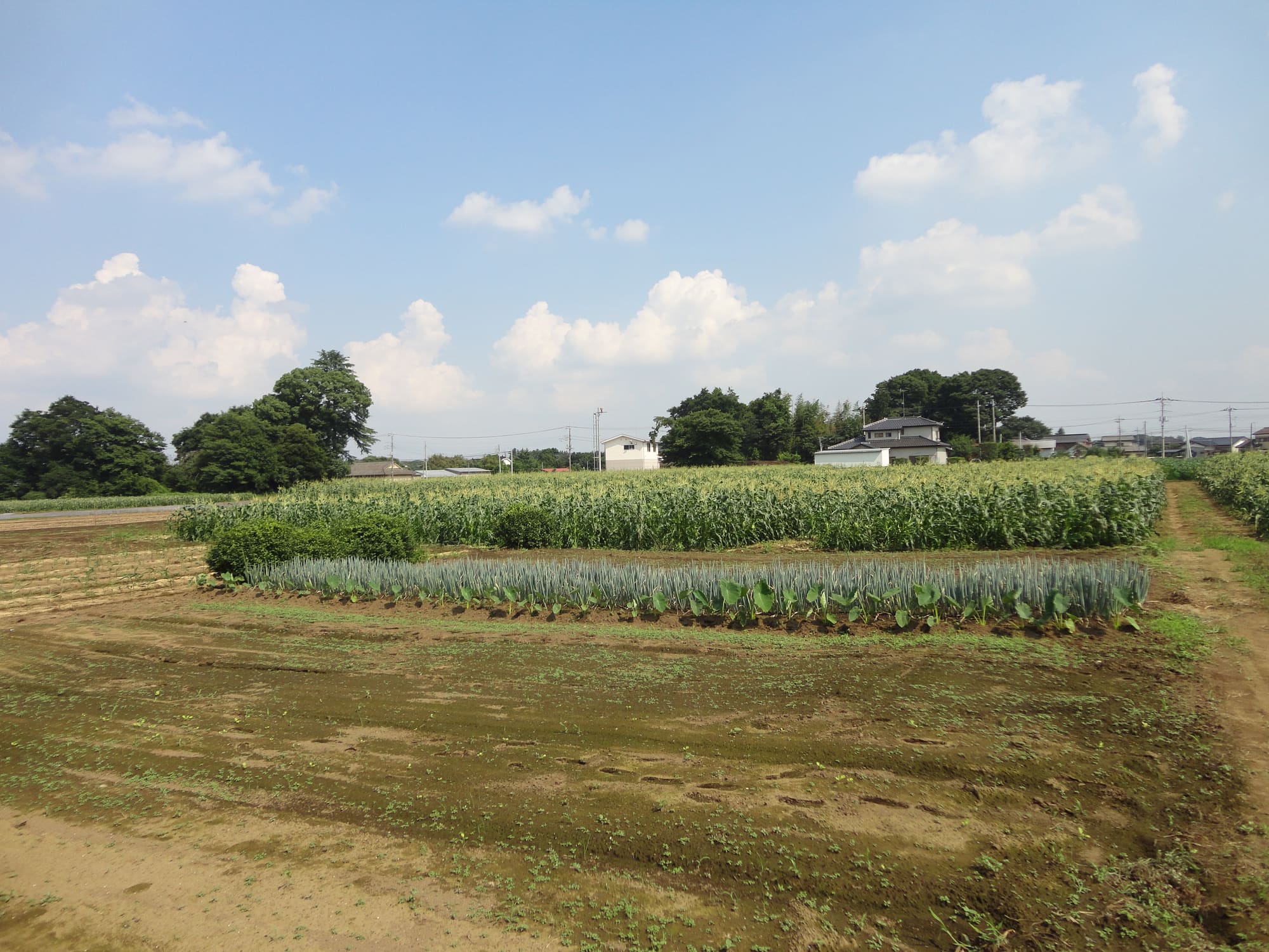 協力農家の畑の風景