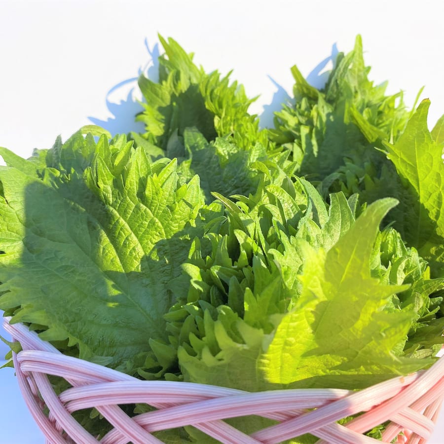 大葉 (Shiso)