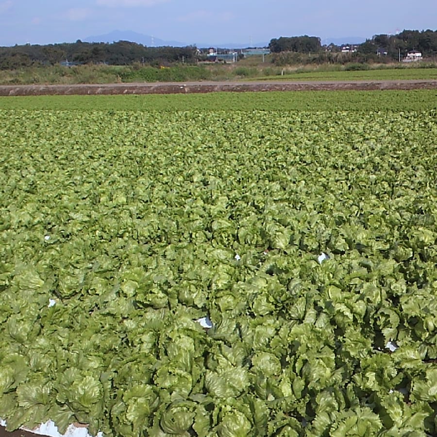レタス (Lettuce)