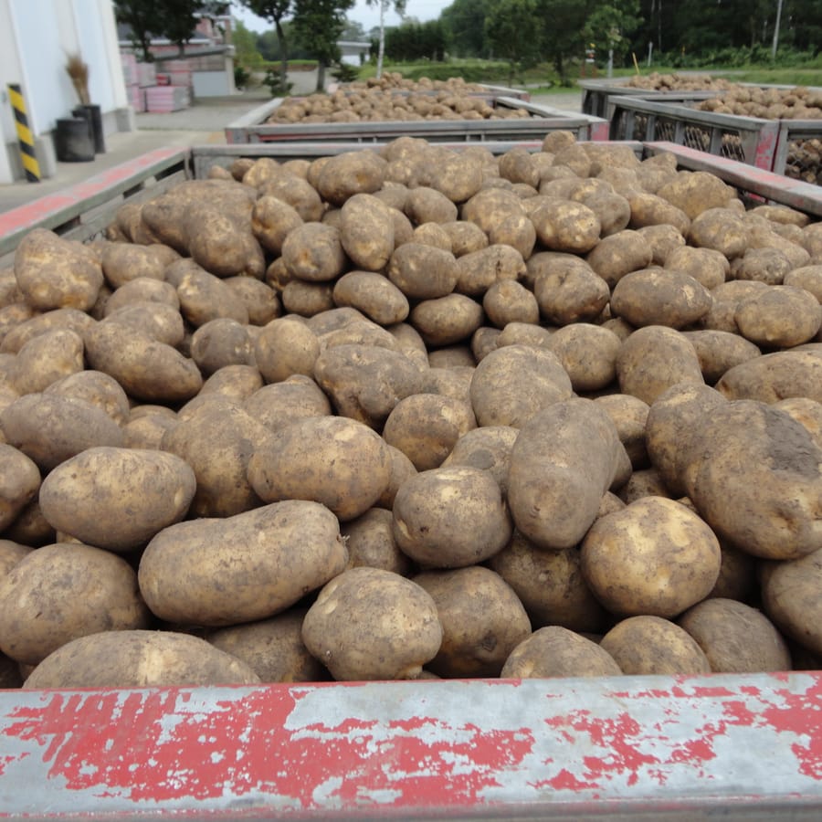 じゃがいも (Potato)