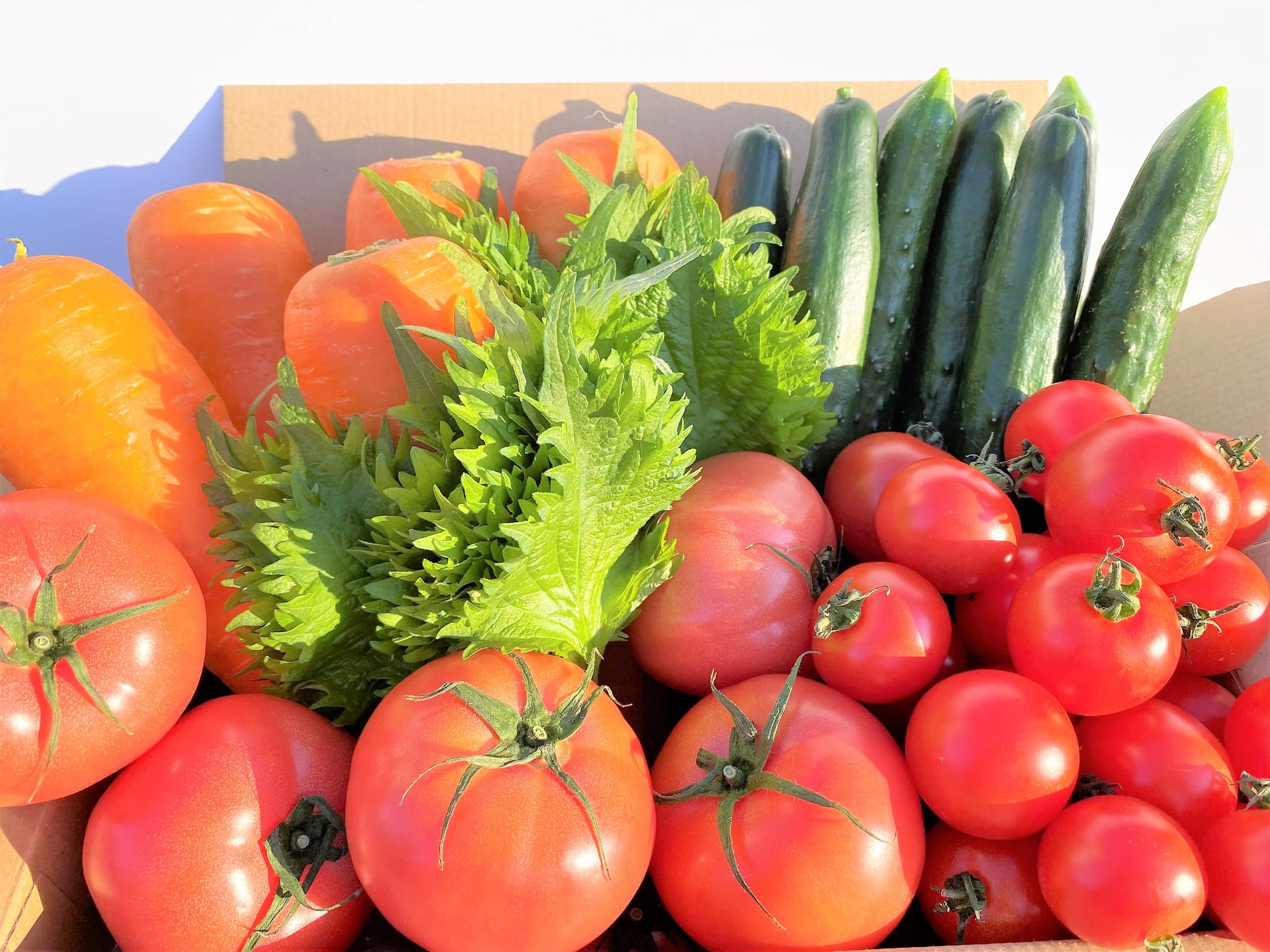 新鮮な野菜原料の入荷
