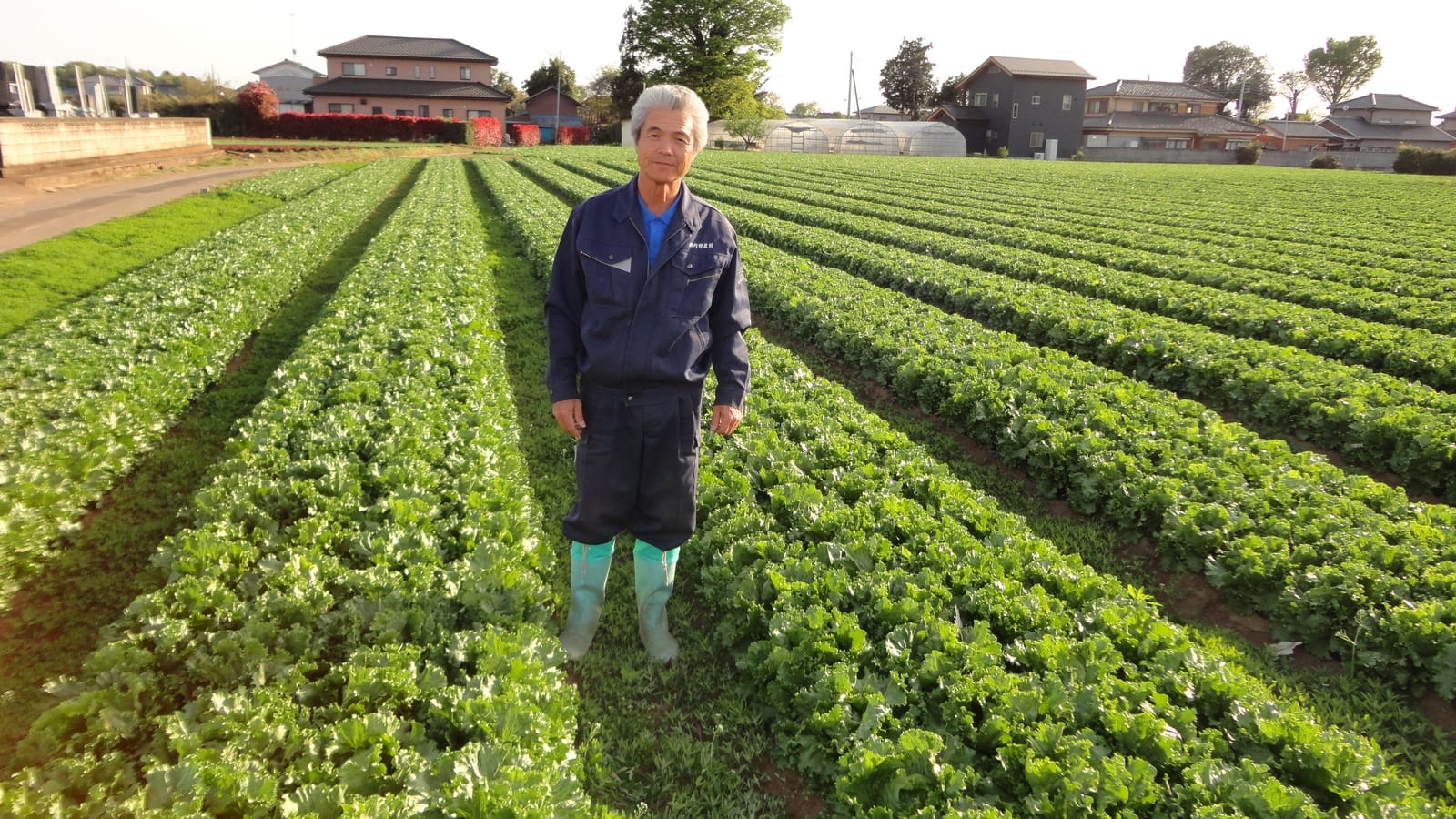 協力農家の畑で収穫を学ぶ