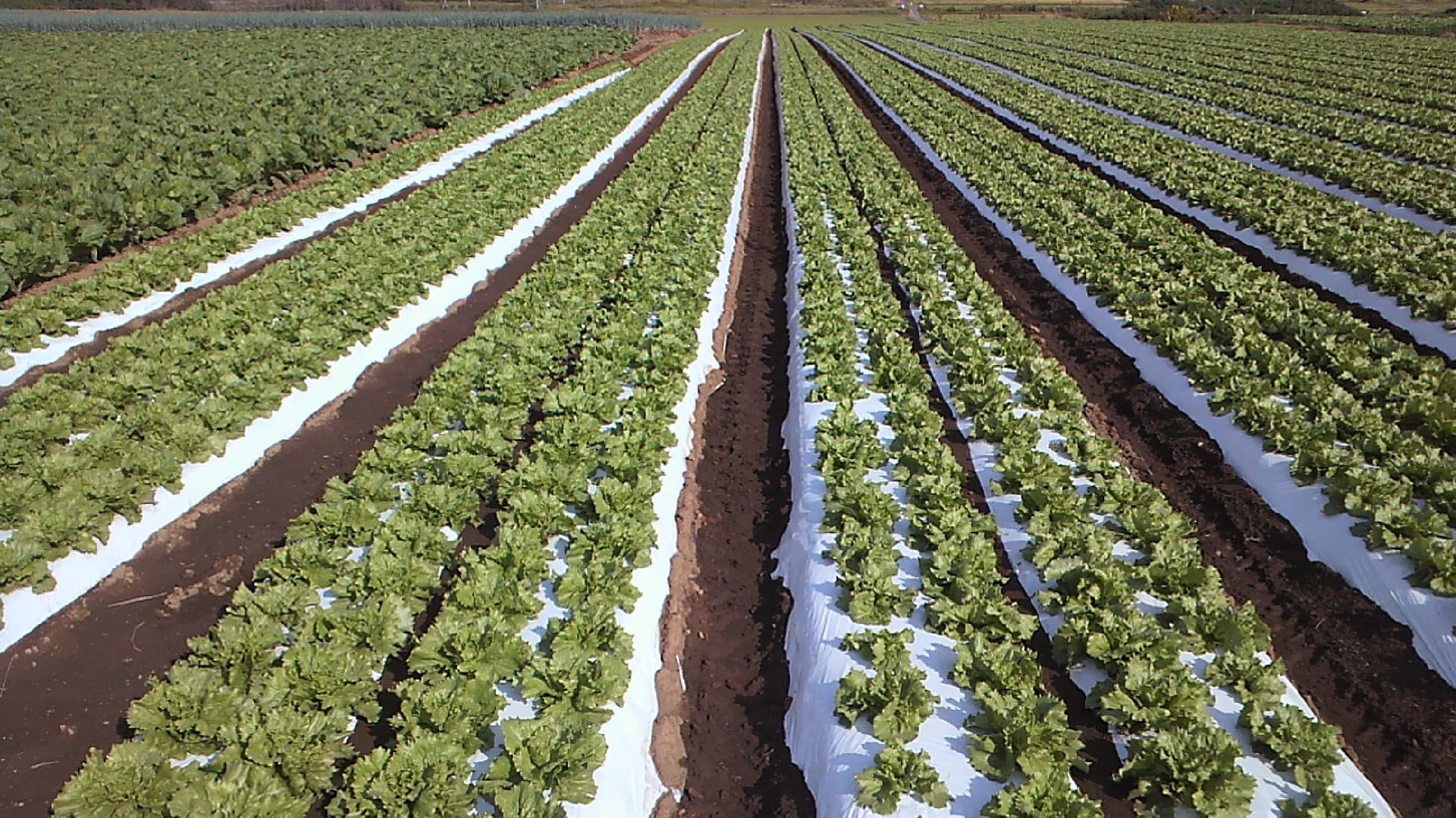 日本の青々とした野菜畑の風景